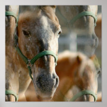 Gerade Appaloosa-Plakat-Druck