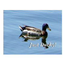 Gerade Ducky! Postkarte