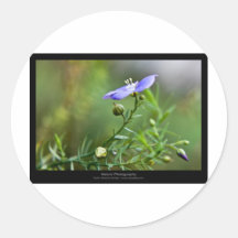 Gerade eine Blume - blaue Blume 002 Aufkleber