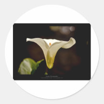 Gerade eine Blume - Blume 018 der weißen Lilie Sticker