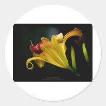 Gerade eine Blume - gelbe Lilien-Blume 016 Aufkleber