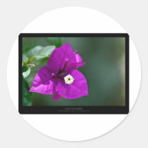 Gerade eine Blume - lila Blume Bouganvillea 010 Runder Aufkleber