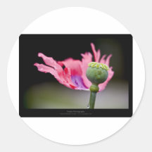Gerade eine Blume - rosa Mohnblumen-Blume 015 Runder Aufkleber