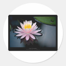 Gerade eine Blume - rosa Wasserlilie-Blume 037 Sticker