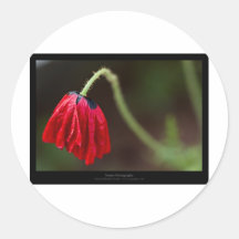 Gerade eine Blume - rote Blume Mohnblume 012 Runder Sticker