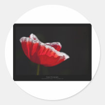 Gerade eine Blume - rote Mohnblumen-Blume 014 Stickers