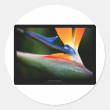 Gerade eine Blume - Strelitzia-Blume 013 Runde Aufkleber