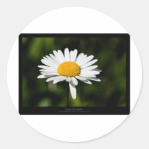 Gerade eine Blume - weißes Gänseblümchen 005 Sticker