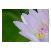 Gerade für Sie/Lotus in der Fotografie Grußkarten