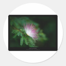 Gerade rosa u. weiße Blume Caliandra 011 einer Blu Aufkleber