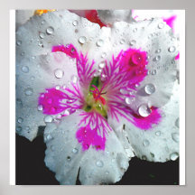 geranium2 posterdrucke
