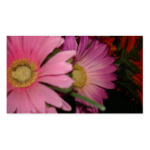 Gerbera-Gänseblümchen-Garten Visitenkarten