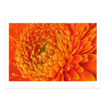 Gerbera Postkarte