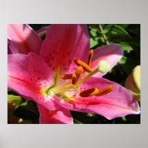 GESCHÄFTS-KUNST Geschenk-Drucke LILIEN-BLUMEN mit  Plakat