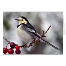 Gescheckte Wagtail-Karte