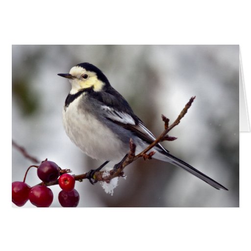 Gescheckte Wagtail-Karte