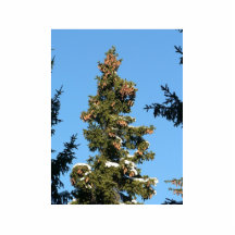 Gezierte Baum-Spitze mit Kegeln Fotoskulptur
