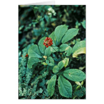 Ginseng (amerikanisch) grußkarte