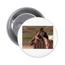 giraffe1 anstecknadel