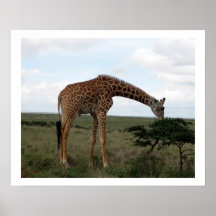 Giraffe at Lunch Posters
