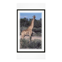 Giraffe - Etosha Nationalpark, Namibia Foto Karte