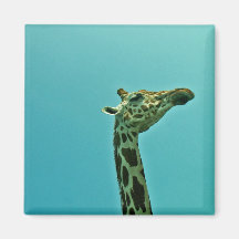 Giraffe Magnete