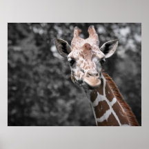 Giraffe Plakatdruck