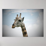 Giraffe Plakate