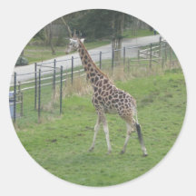 Giraffen-Aufkleber