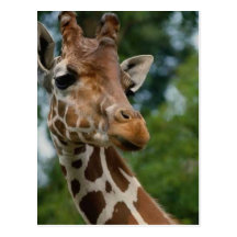 Giraffen-Liebhaber-Kunst-Geschenke Postkarte