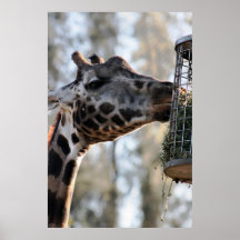 Giraffenessen Poster