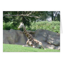 Giraffenkarte