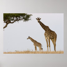Giraffes Plakatdrucke