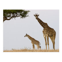 Giraffes Postkarte