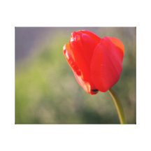 Glänzende rote Tulpe Leinwand Drucke