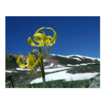 Gletscher-Lilie Postkarte