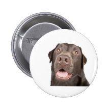 Glückliche Schokolade Labrador Anstecknadelbuttons