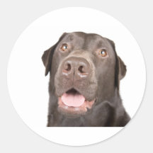 Glückliche Schokolade Labrador Runde Aufkleber