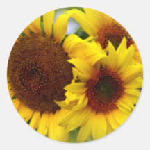Glückliche Sonnenblumen Aufkleber