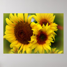 Glückliche Sonnenblumen Posterdruck