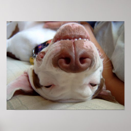 Glücklicher Hundedruck Plakate