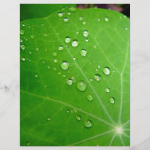 Glühende Regentropfen auf Kapuzinerkäseblatt Flyerdesign