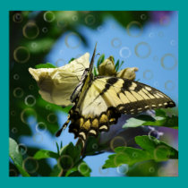 Golden Butterfly poster