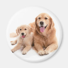 Golden retriever-Freunde Kühlschrankmagnet