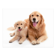 Golden retriever-Freunde Postkarte