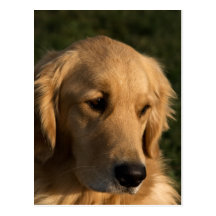 Golden retriever-Hauptschuss-Postkarte