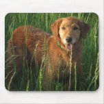 Golden retriever Maia im Gras Mousepad