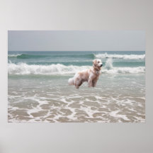 Golden retriever-Ozean-Plakat