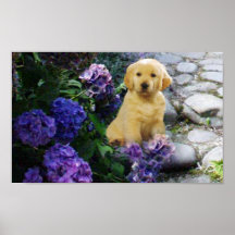 Golden retriever-PlakatHydrangea