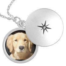 Golden retriever schmuck